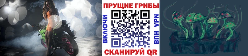 наркошоп  Калуга  Псилоцибиновые грибы Psilocybine cubensis 